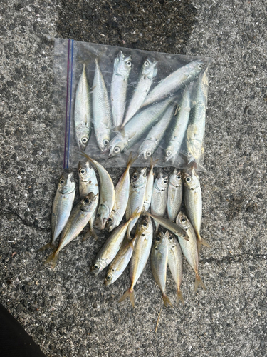 アジの釣果