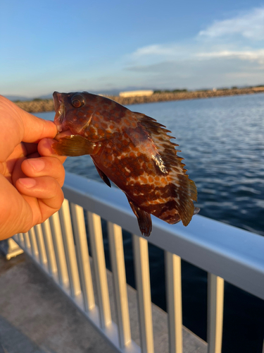 アコウの釣果