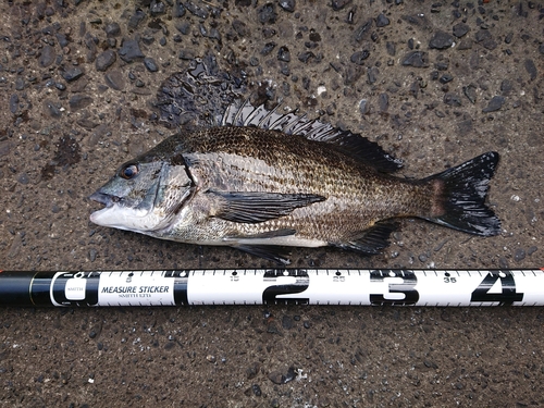 クロダイの釣果