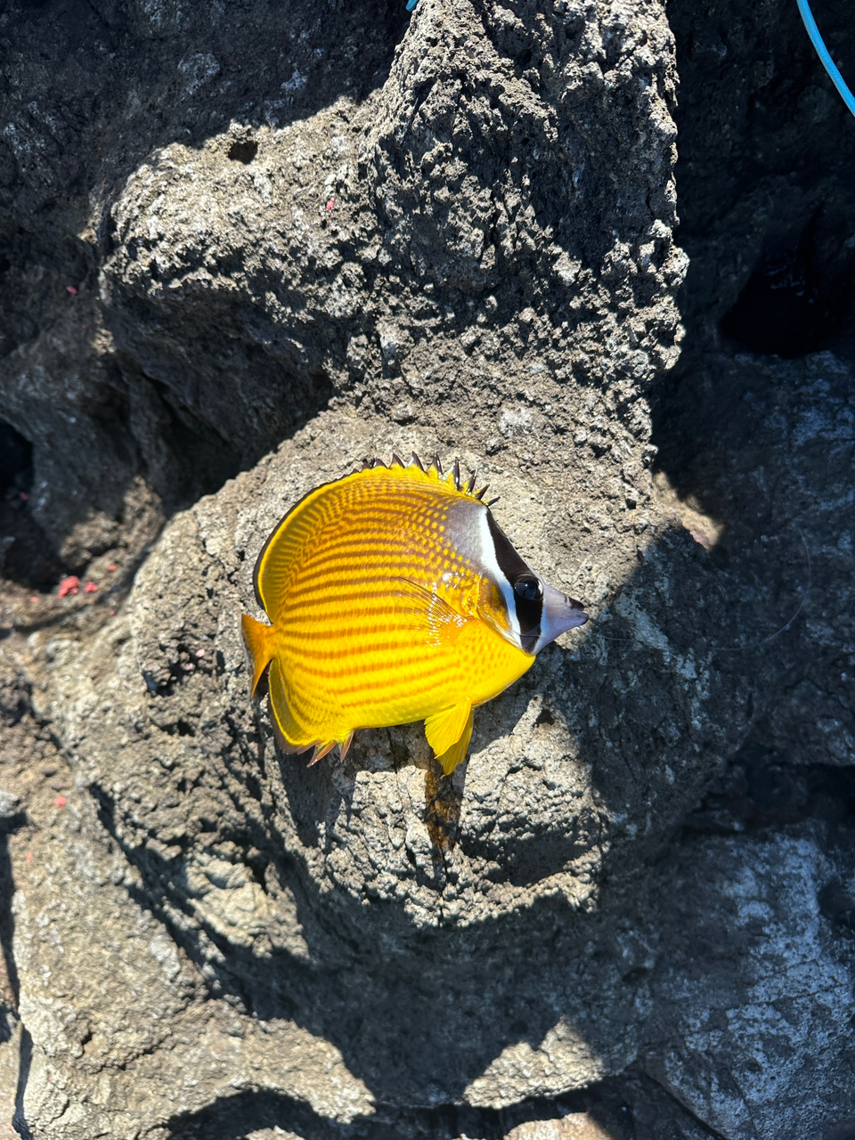 チョウチョウウオ