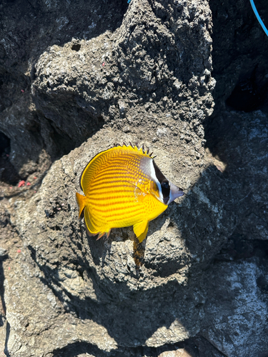 チョウチョウウオの釣果