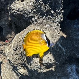 チョウチョウウオ