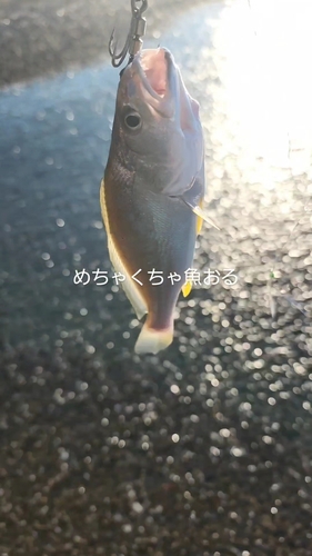 ニベの釣果