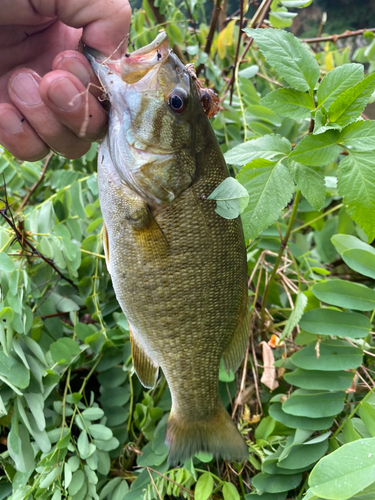 スモールマウスバスの釣果