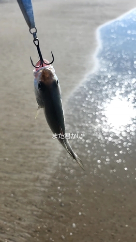 ニベの釣果