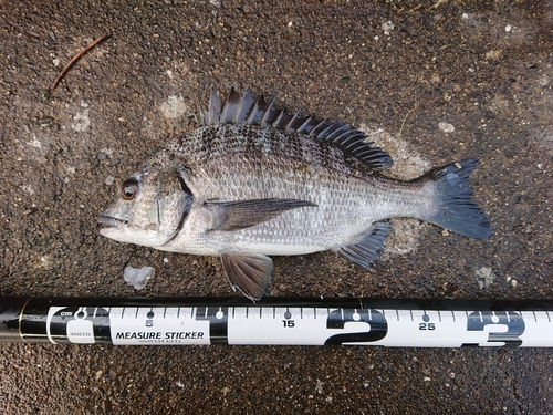 クロダイの釣果