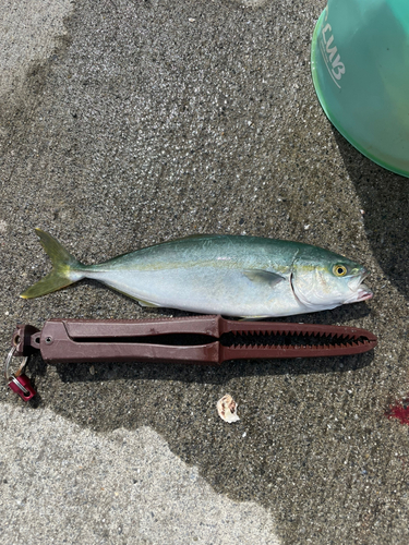 ワカシの釣果