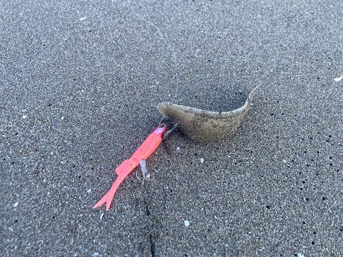 シタビラメの釣果