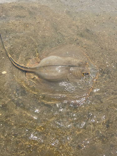 アカエイの釣果