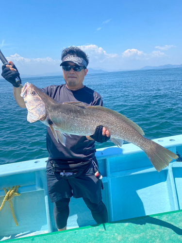 ニベの釣果