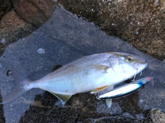 ショゴの釣果