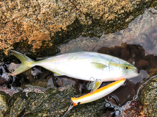 ツバスの釣果