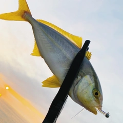 ショゴの釣果