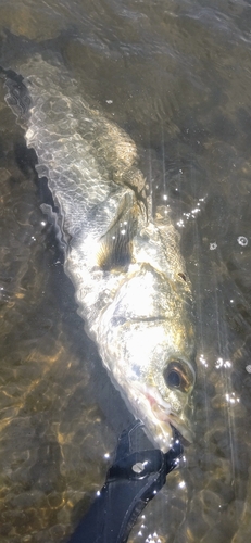 フッコ（マルスズキ）の釣果