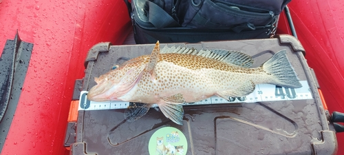 オオモンハタの釣果