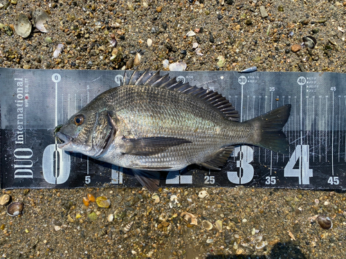 クロダイの釣果