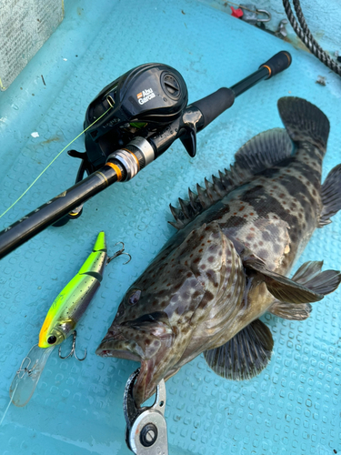 ハタの釣果