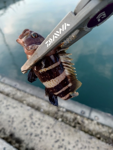 アオハタの釣果