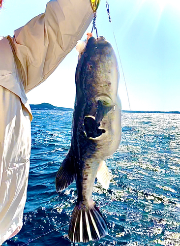 トラフグの釣果