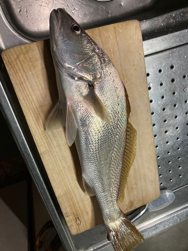 ニベの釣果