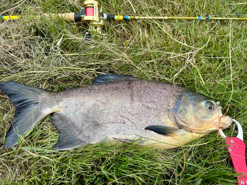 パクーの釣果