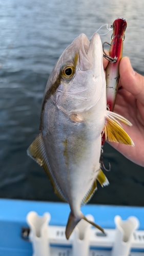 ショゴの釣果