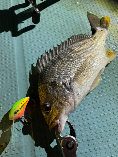 チヌの釣果