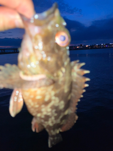 カサゴの釣果