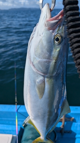 ヤズの釣果