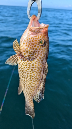 オオモンハタの釣果