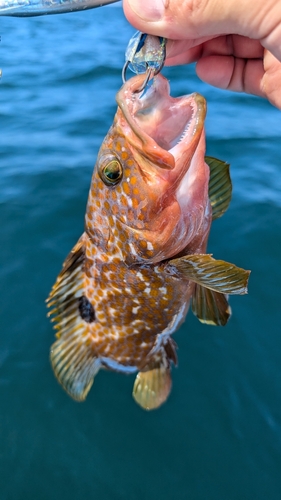 アコウの釣果