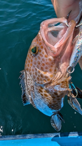 オオモンハタの釣果