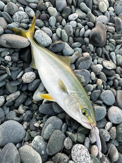 ワカシの釣果