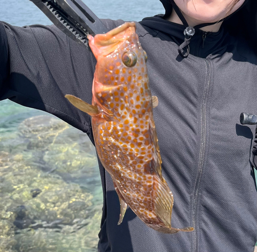 アコウの釣果