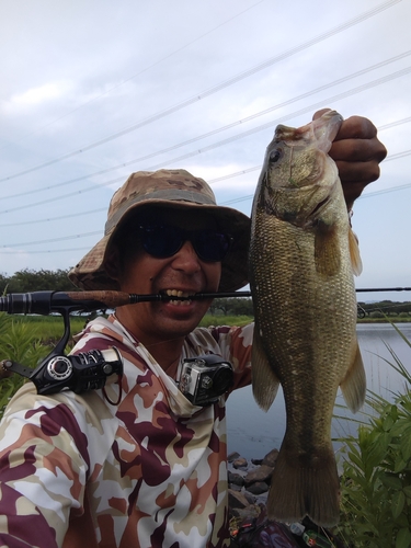 ラージマウスバスの釣果