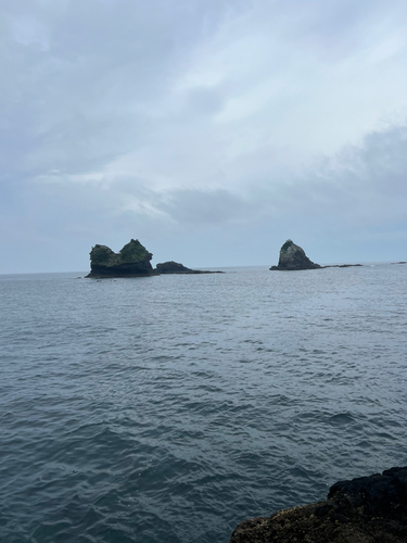 アカハタの釣果