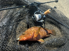 アコウの釣果