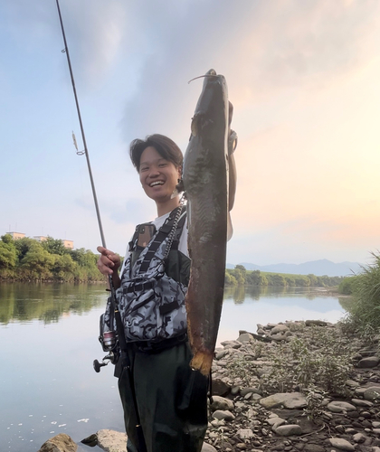 ナマズの釣果