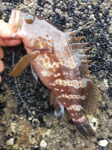 アコウの釣果