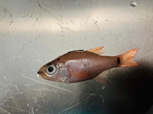 クロホシイシモチの釣果