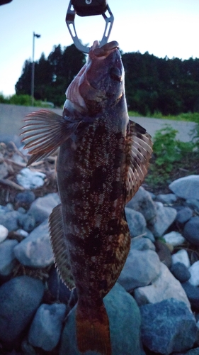 アイナメの釣果