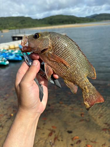 マングローブジャックの釣果