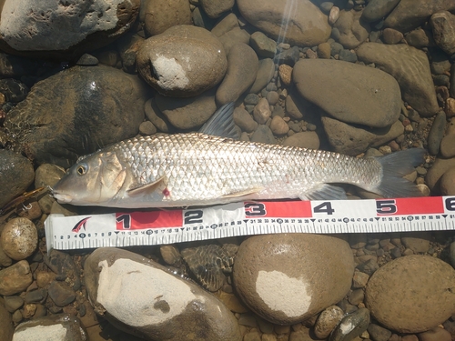 ニゴイの釣果