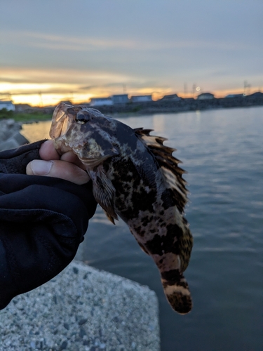 タケノコメバルの釣果