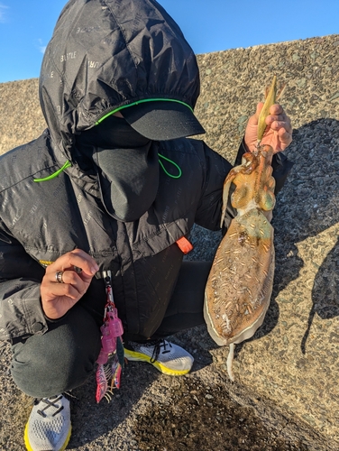 モンゴウイカの釣果