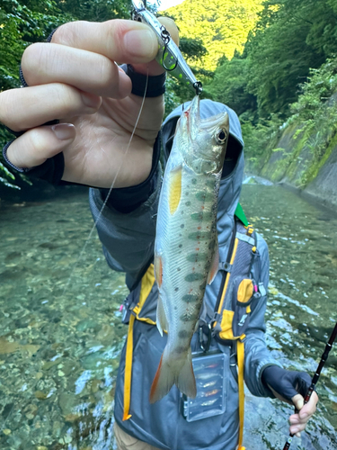 アマゴの釣果