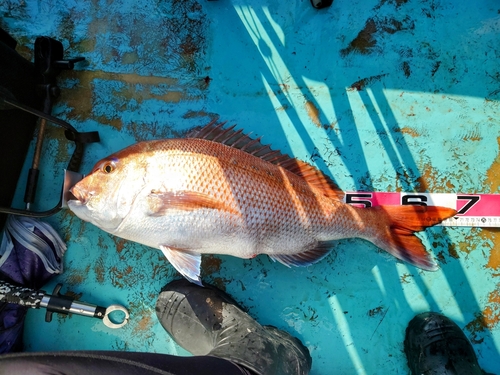 タイの釣果