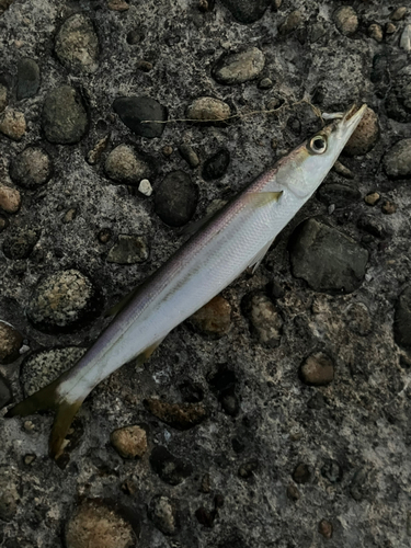 カマスの釣果