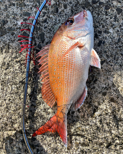 マダイの釣果