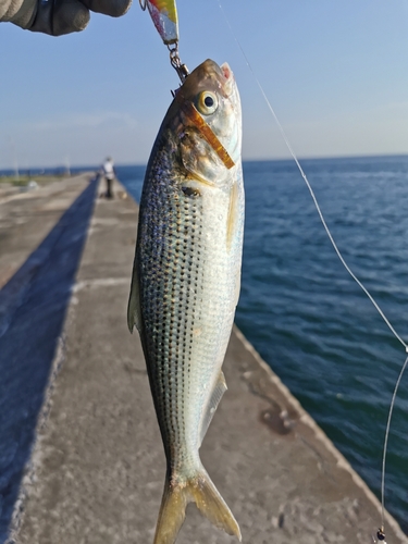 釣果